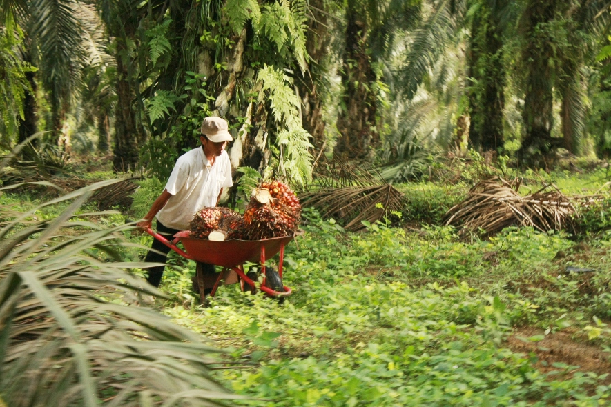 An oil palm worker's harvest, Nanang Indra Kurniawan 10 oil palm harvest