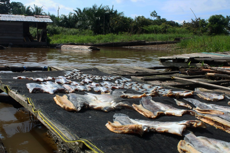 Dried river fish taken from the Katingan River, Nanang Indra Kurniawan 13 dried fish