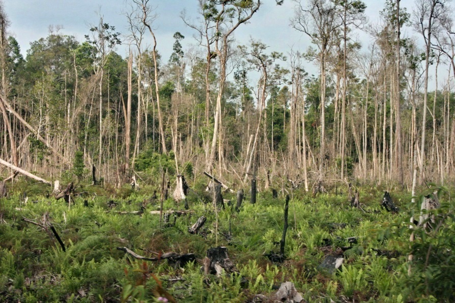 The remains of burned forest, Nanang Indra Kurniawan 5 remains burned forest