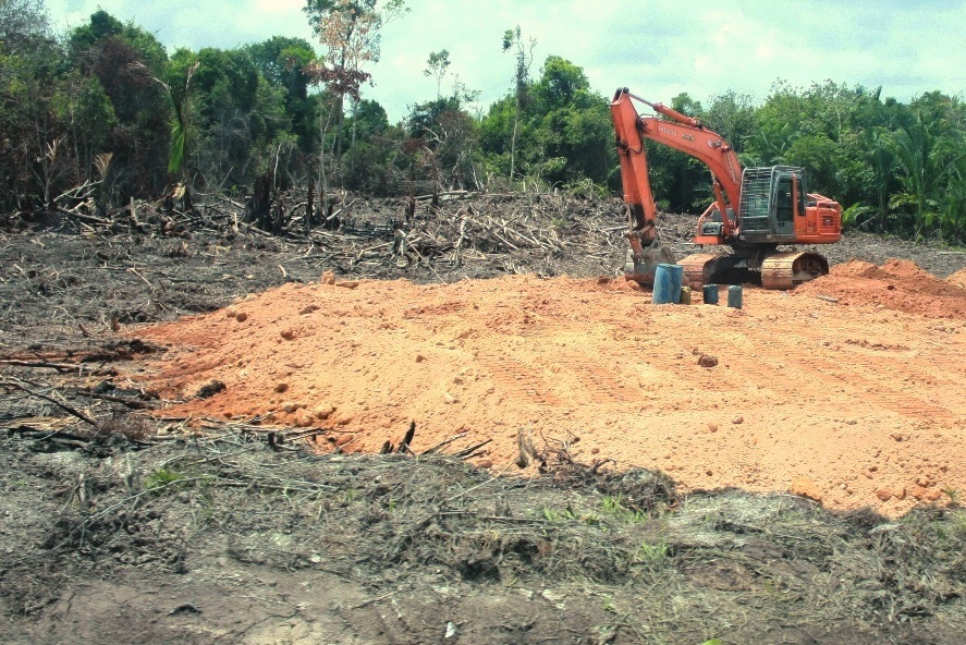 An oil palm plantation that has used burning to clear land, Nanang Indra Kurniawan 6 oil palm plantation