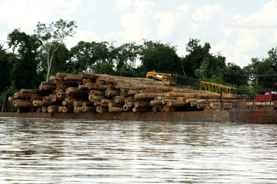 Hundreds of logs being transported on a pontoon along the Katingan River, Nanang Indra Kurniawan 7 hundreds of logs
