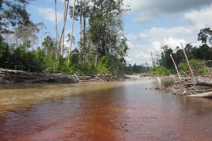 The scars of illegal logging in Pulang Pisau District, Nanang Indra Kurniawan 8 scars of illegal logging