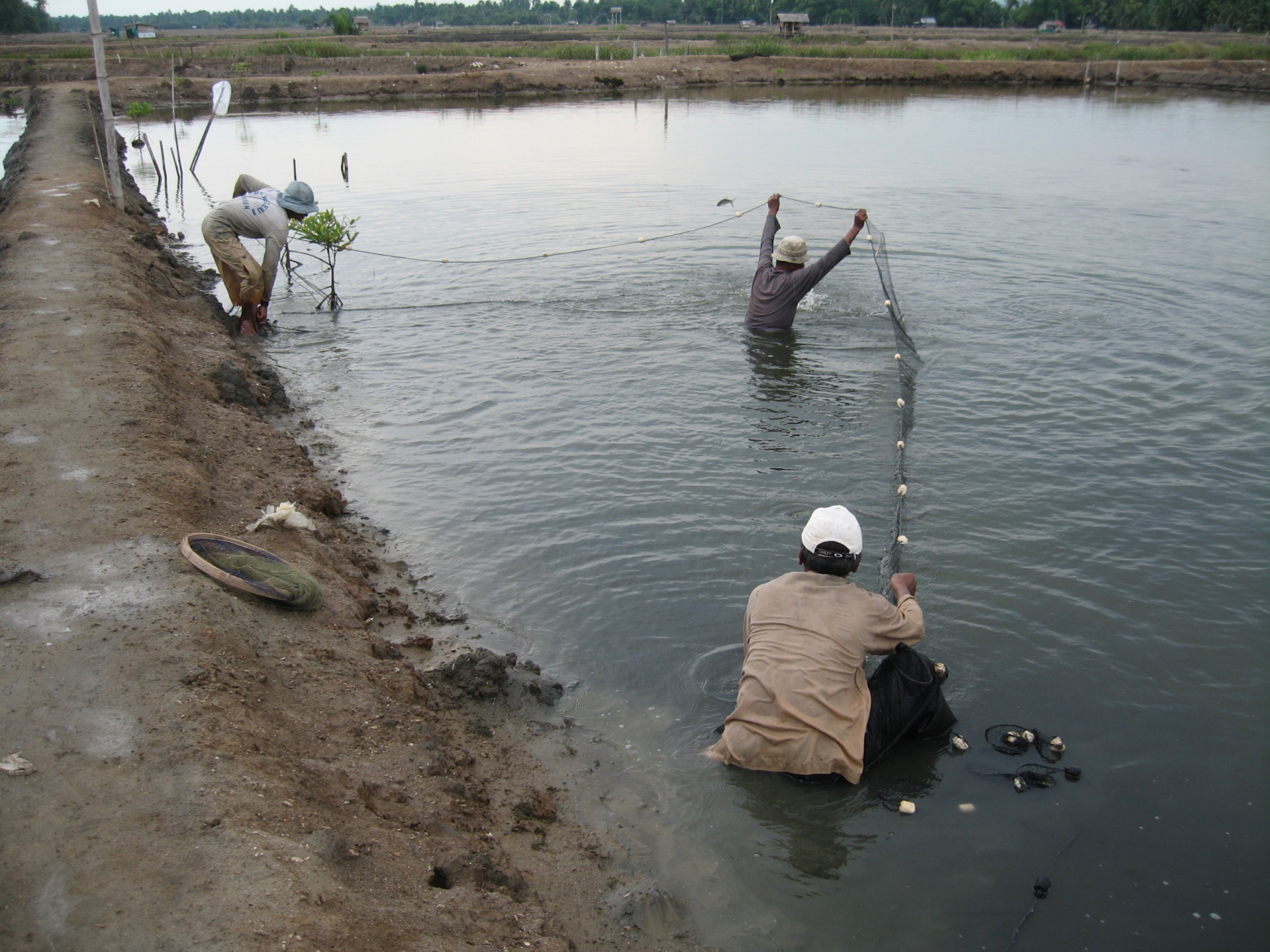 Food security in fisheries in Indonesia dates to at least the 15th century, when fishers trapped or held fish in ponds to ensure that fish were available when weather or other influences precluded fishing.  Here farmers in Bireuen district, Aceh province, harvest milkfish from a brackishwater pond or tambak. - Yogi Sumule rimmer2